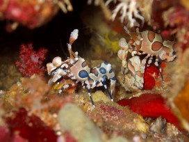 Harlekinshrimp