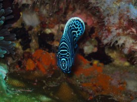 juv.Angelfish 