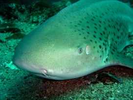 Leopardshark