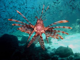 Lionfish