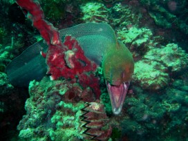 Morayeel