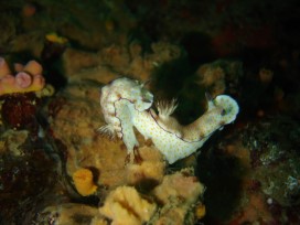 Nudibranches