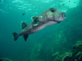 Porcupinefish