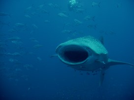 Whaleshark