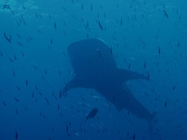 Whaleshark